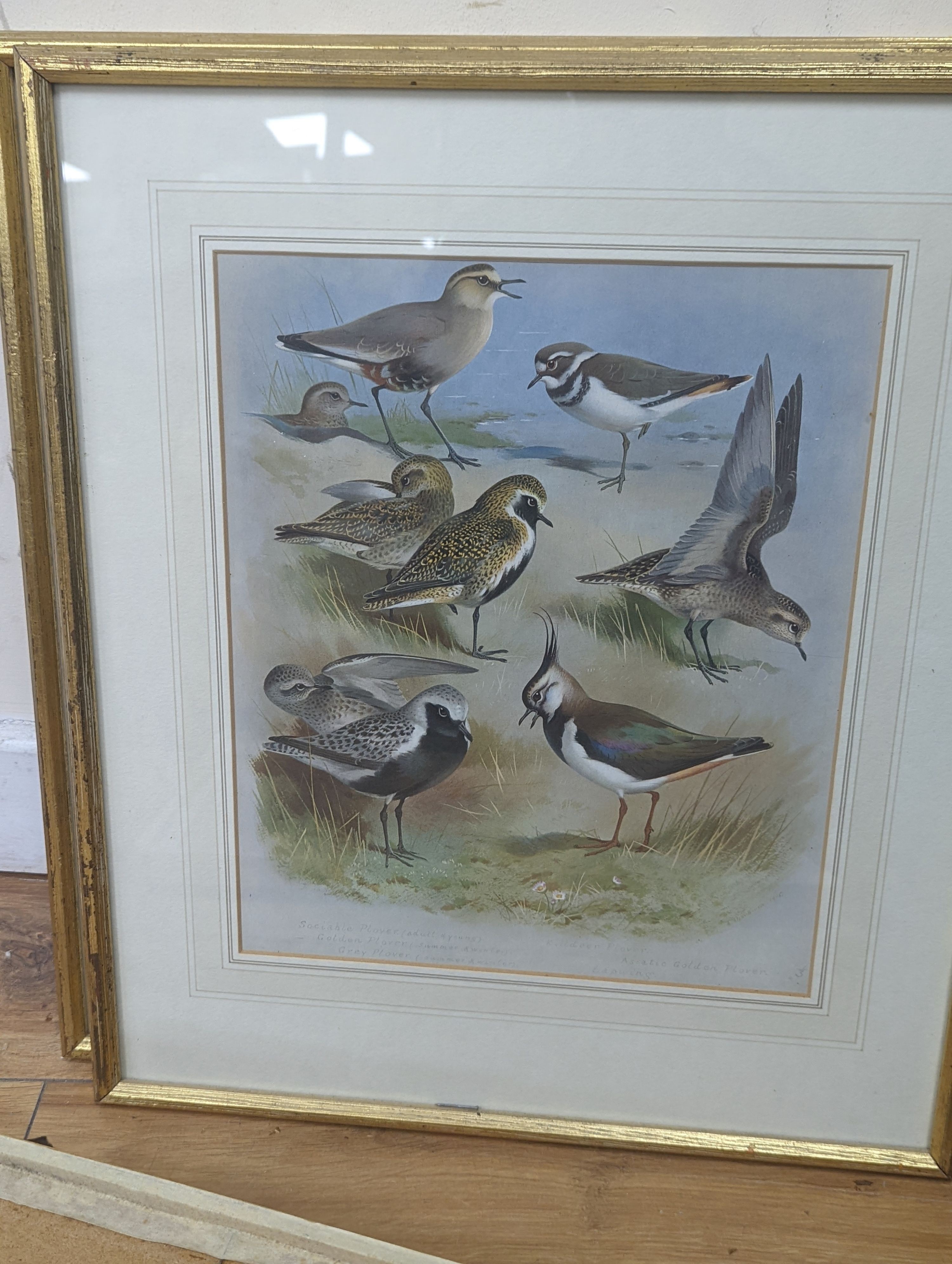 A group of assorted ornithological prints including three lithographs after Edward Lear, largest 52 x 36cm